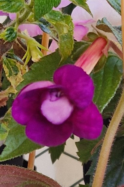 Rfs Cupido - Achimenes 2023