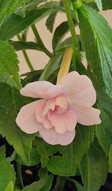 Ghiveciul nr 2 de acasa - Double Pink Rose p