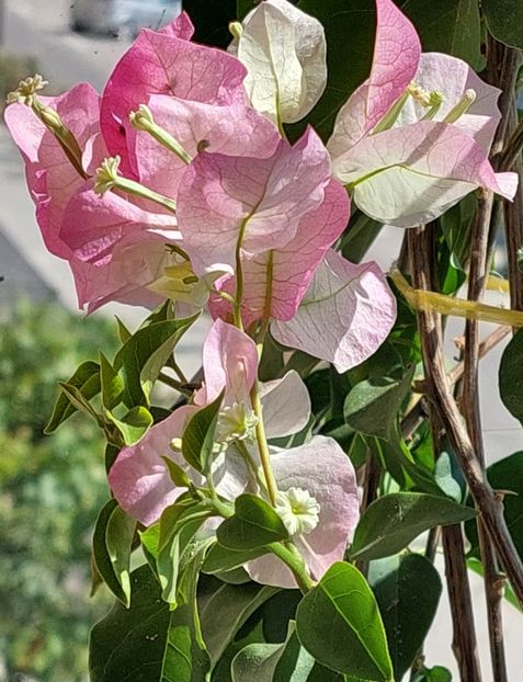  - Bougainvillea