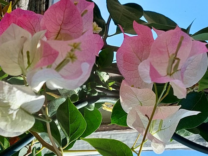  - Bougainvillea