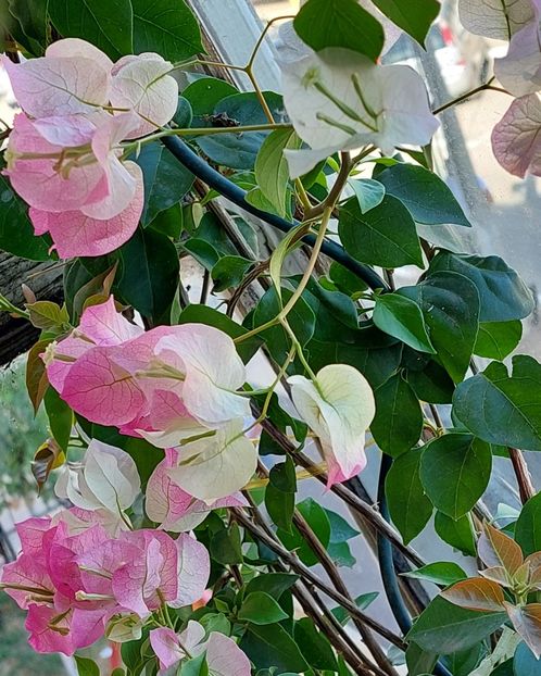  - Bougainvillea