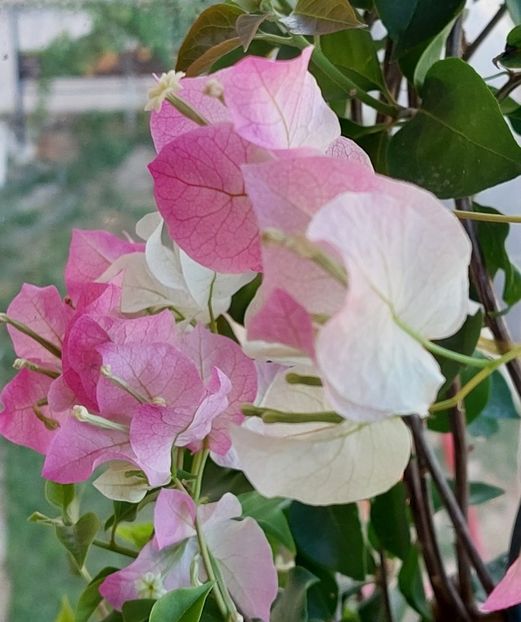  - Bougainvillea