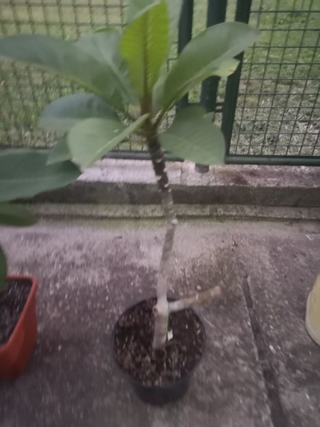  - Plumeria