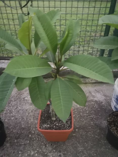  - Plumeria