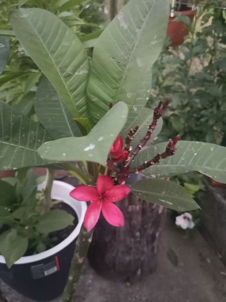  - Plumeria