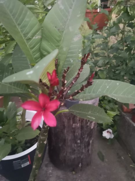  - Plumeria