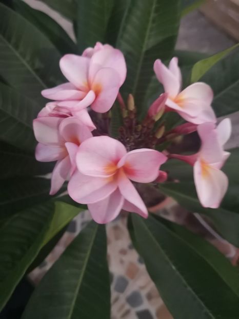  - Plumeria