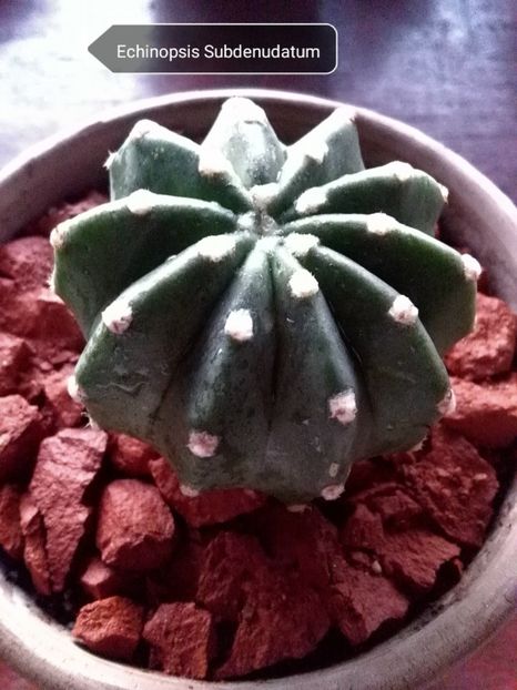 Echinopsis Subdenudatum - Cactusi