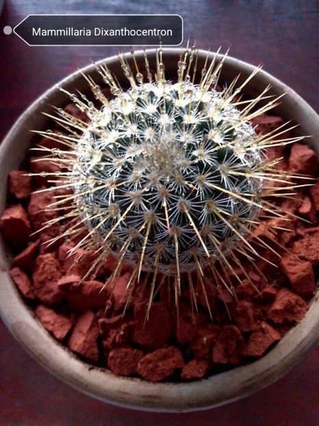 Mammillaria Dixanthocentron - Cactusi