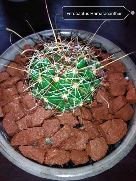 Ferocactus Hamatacanthus - Cactusi