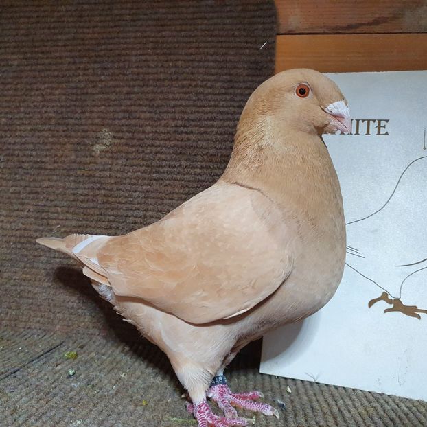 2022 F - Porumbei Vânduți