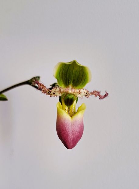  - Paphiopedilum
