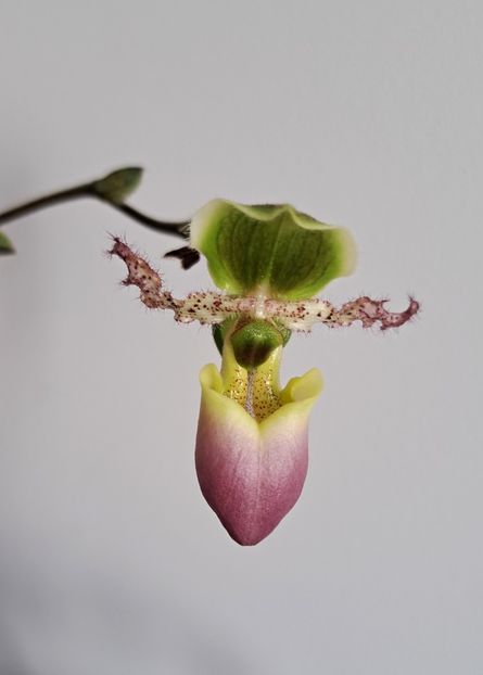  - Paphiopedilum