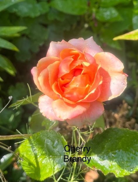 0B286645-7E5B-4581-9C38-D3D24CEAEBCB - Trandafiri 2023 3 2024