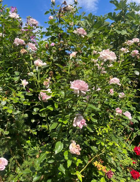 9AB5591B-506F-4B2C-AEA3-E9593F7B4FC4 - Trandafiri 2023 3 2024