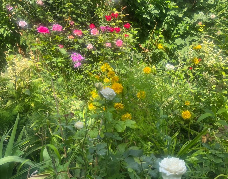 E20B14D7-F214-4678-88B9-531535A1E018 - Trandafiri 2023 3 2024