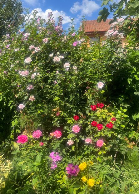 60916218-C23B-4467-AF0C-B7319A7622CD - Trandafiri 2023 3 2024