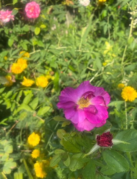 Blawe stadt - Trandafiri 2023 3 2024