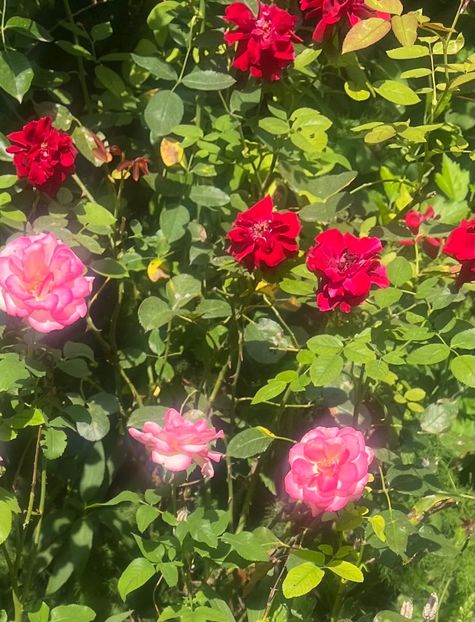 A058D0EA-AFAB-488B-9A8E-D097FF8016FA - Trandafiri 2023 3 2024