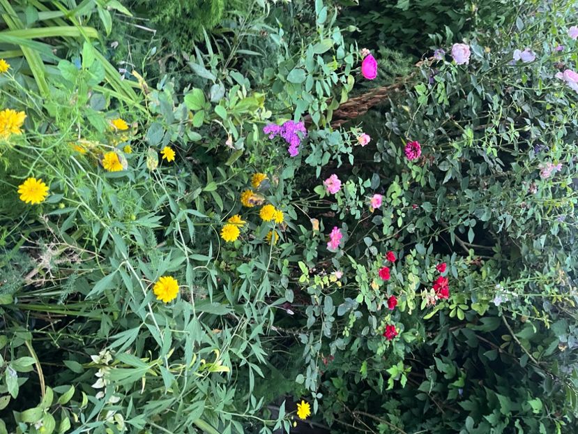 EFBE069A-8B7A-48C0-B407-3EC011F27D63 - Trandafiri 2023 3 2024