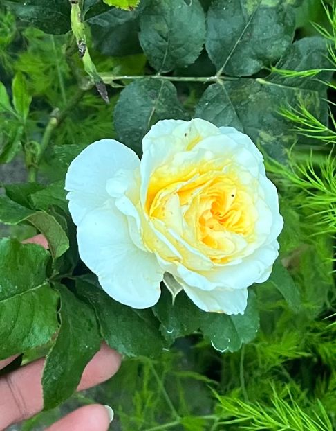 6CC8697F-0AAF-4AD5-9363-7AC4028AC8AC - Trandafiri 2023 3 2024