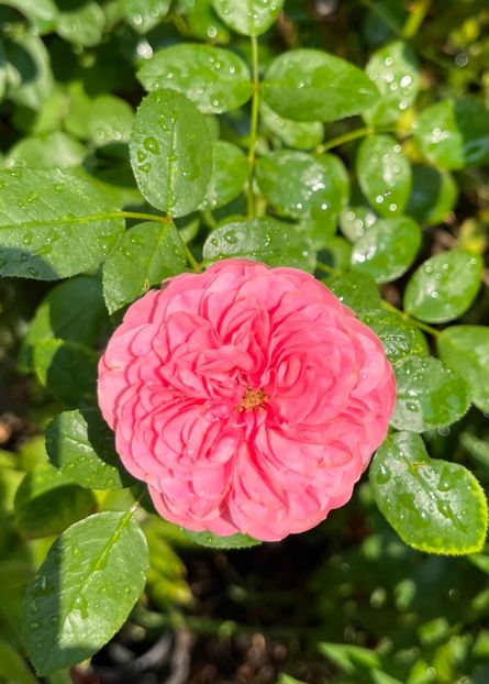 3261CDDB-60FE-4BAF-9BAE-20A3A4109B69 - Trandafiri 2023 3 2024