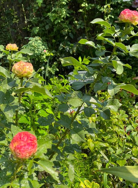 838387FF-AF9A-4EAC-AE07-E33A1CD56934 - Trandafiri 2023 3 2024