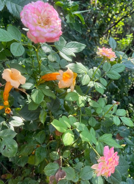 ABACBE6B-C671-44C6-B03E-FDBA522E3AC0 - Trandafiri 2023 3 2024