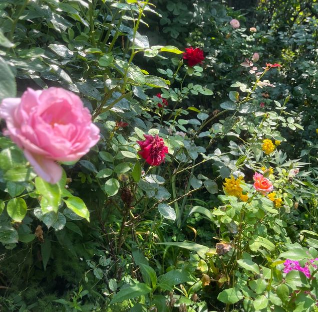 3B48E747-A34E-402A-94D1-DDCE9EEC2979 - Trandafiri 2023 3 2024