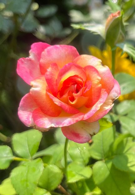 5E19508E-43C6-4E32-A301-336701ED4B29 - Trandafiri 2023 3 2024