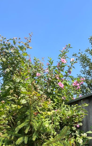 F73126F4-512D-4EFA-AD39-1A29B73DCACE - Trandafiri 2023 3 2024