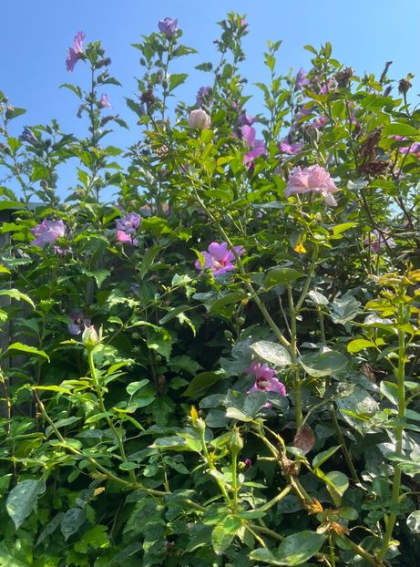 FC403DD9-E129-4BEB-9985-3822D465F063 - Trandafiri 2023 3 2024