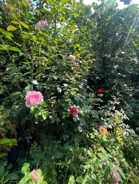 F04736DA-FD04-4F5D-B7F9-C0D0379FC98B - Trandafiri 2023 3 2024