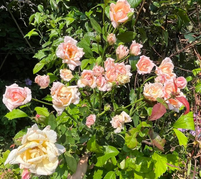 20F67CB5-FE8C-40D8-8A36-CC6605CCAA58 - Trandafiri 2023 3 2024