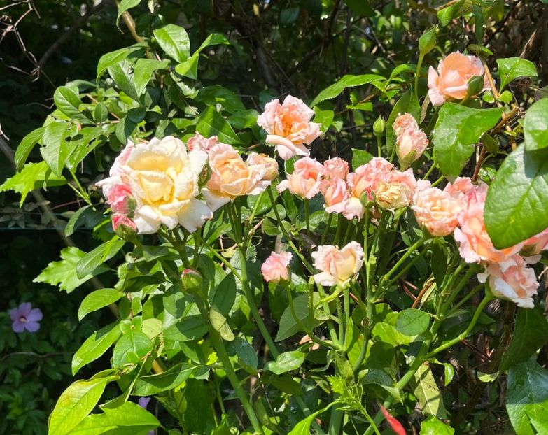 29C8542B-5995-4BF9-9DF7-8D1C57478E5A - Trandafiri 2023 3 2024