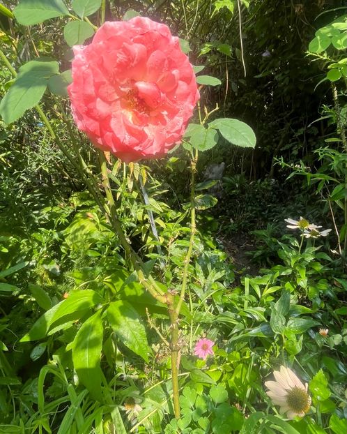 2EDD4905-0B1C-43E7-B5D7-057C55071238 - Trandafiri 2023 3 2024