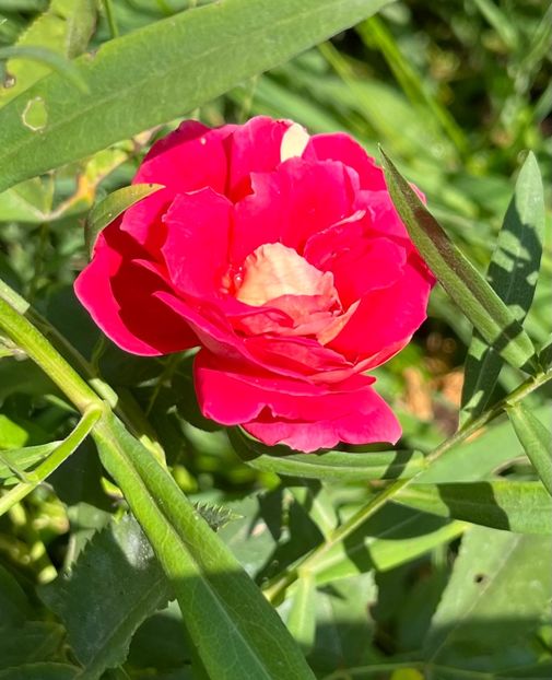 34FEA9E6-6565-4E33-BC37-97CE92D509FC - Trandafiri 2023 3 2024