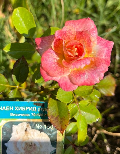 413B2916-97BE-43AC-B3F3-E14A9DFD716C - Trandafiri 2023 3 2024