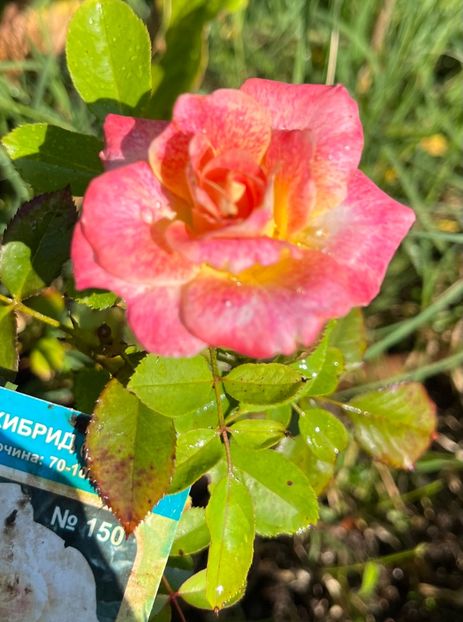 BB86A284-1280-4EFF-9884-3F4F0AE5131F - Trandafiri 2023 3 2024