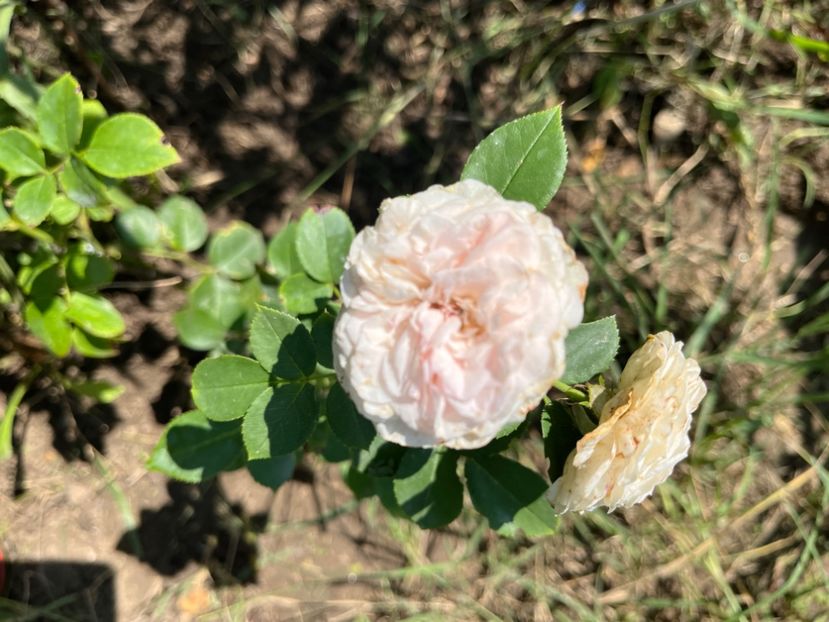 30D1B927-D797-4B10-883A-534C0BBC9EDF - Trandafiri 2023 3 2024