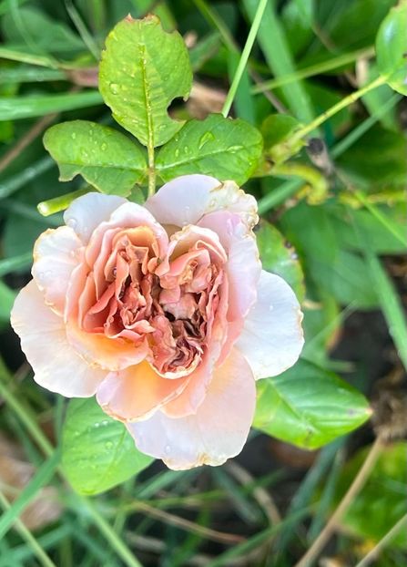 8F8192C3-D6F8-4D2B-8E41-ACDFF6272C09 - Trandafiri 2023 3 2024