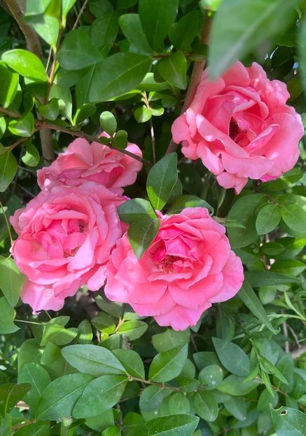 3B2A7730-31F7-451E-9670-9F4C93476BD4 - Trandafiri 2023 3 2024