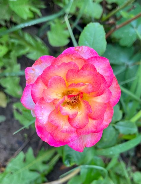 290354E2-13EC-4EA1-BB18-1D4D45540CC3 - Trandafiri 2023 3 2024