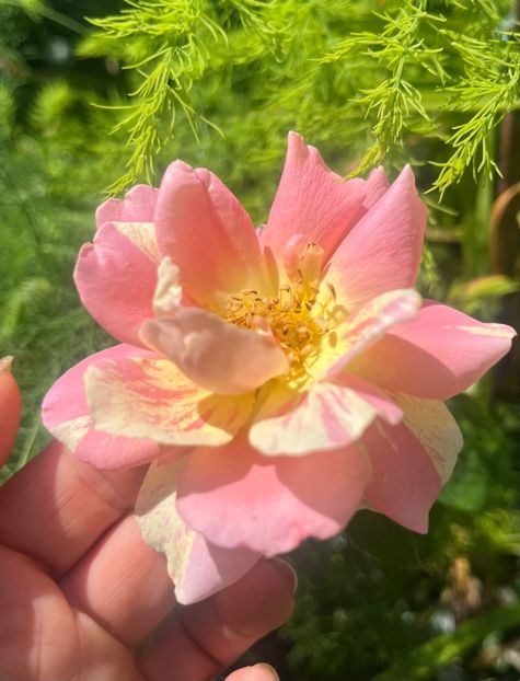 5CE2379E-BB7D-49E0-97AE-912F11E9CAC7 - Trandafiri 2023 3 2024