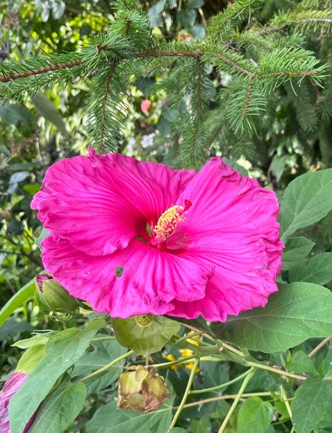 5D62D13D-A1C0-4A33-9799-8779CA6BF3B3 - Hibiscus moscheutus