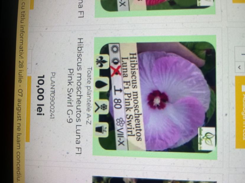 84AC7C6A-4513-4C0F-BDA7-387BD58FB6B3 - Hibiscus moscheutus