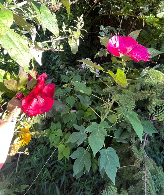 57D09B37-4EDC-4241-841F-4F3A81D014F7 - Hibiscus moscheutus