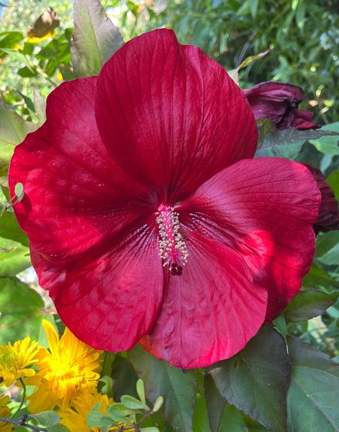 B5ABD2BF-363C-4060-BD9D-278724C545CB - Hibiscus moscheutus