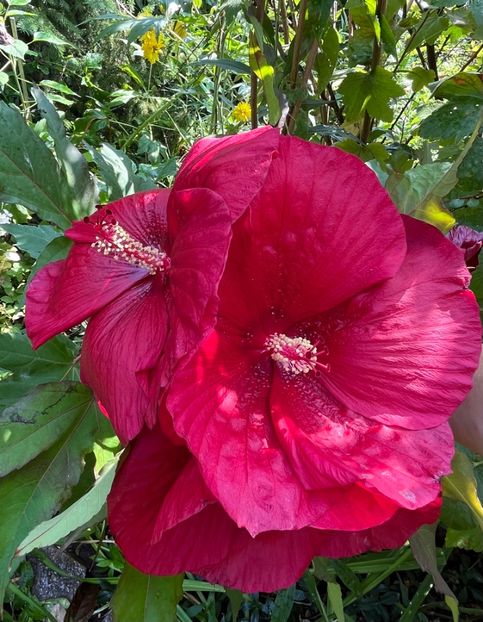 5AC18BED-B18B-484B-945B-E02C92D29178 - Hibiscus moscheutus