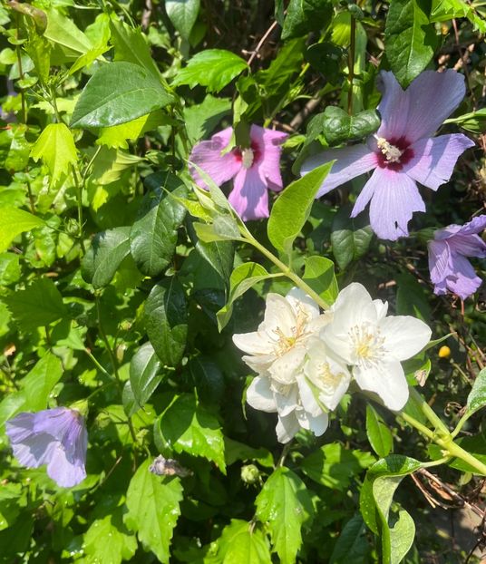 292B40EA-44E6-485C-81CB-16A5EBE4484D - Hibiscus moscheutus